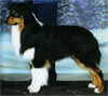 Click here for more detailed Australian Shepherd breed information and available puppies, studs dogs, clubs and forums